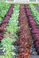 Mixed Lettuce in rows - Forde Abbey, Somerset