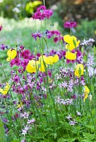 Meconopsis nudicaulis - Iceland Poppy with Primula beesiana and Lychnis flos-cuculi - Ragged Robin