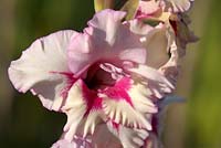 Gladiolus 'Joyful'