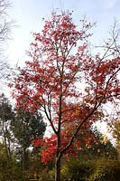 Quercus ellipsoidalis 'Hemelrijk'