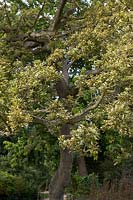 Quercus cerris 'Argenteovariegata'