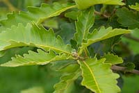 Quercus dentata 'Carl Ferris Miller'