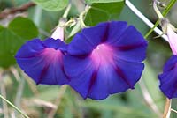 Ipomoea purpurea 'Kniola's Purple-black'
