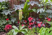 Tropical garden featuring Eucomis, Melianthus major, Begonia, Coleus, Geranium 'Abelina' pac series and Banana plant