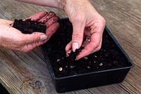 Cover Hollyhock seeds lightly with compost - Step 2 - Growing Hollyhocks from seed