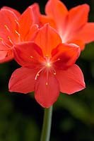 Cyrtanthus elatus - Scarborough lily