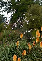 Dierama dracomontanum - Drakenberg wandflower with kniphofia in a border