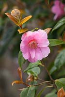 Camellia japonica - Japanese camellia, with coppery new shoots  