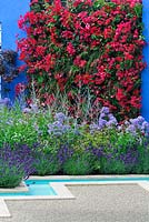 Bright bougainvillea contrasts with blue painted wall - Noble Caledonia: Spirit of the Aegean. RHS Hampton court Palace Flower show 2015  