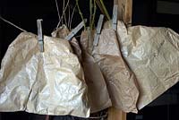 Hang seed heads to dry in paper bags - Echinacea story