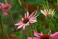 Echinacea purpurea 'Rubinstern' - Echinacea story