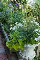 Container planted with Petunia, Ipomoea, Liatris, Helictotrichon sempervirens 