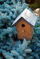 Picea pungens 'Montgomery' with wooden nesting box