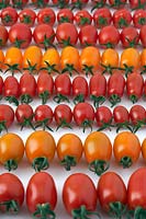 Rows of red and yellow plum tomatoes