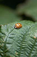 Harmonia axyridis - Harlequin ladybird 