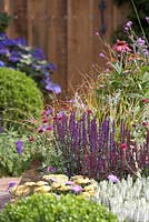 Box ball, Echinacea purpurea 'Magnus', Salvia 'Caradonna', Verbena bonariensis, Achillea 'Cloth of Gold' and Geranium 'Rozanne' - Squire's Garden Centres: Urban Oasis garden, Hampton Court Flower Show 2015
