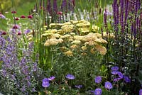 Nepeta 'Six Hills Giant', Salvia 'Caradonna', Achillea 'Cloth of Gold', Knautia macedonica and Geranium 'Rozanne' - Squire's Garden Centres: Urban Oasis garden, Hampton Court Flower Show 2015