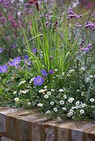 Raised bed with Geranium 'Rozanne', Verbena bonariensis 'Lollipop' and Erigeron karvinskianus - Squire's Garden Centres: Urban Oasis garden, Hampton Court Flower Show 2015