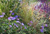 Geranium 'Rozanne', ornamental grasses, Knautia macedonica and Salvia 'Caradonna' - Squire's Garden Centres: Urban Oasis garden, Hampton Court Flower Show 2015