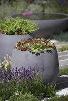 Sempervivum in modern grey planter, with purple and white lavenders. Water feature in background - Living Landscapes: Healing Urban Garden, RHS Hampton Court Palace Flower Show 2015