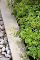 Epimedium planted at the edge of rill containing pebbles - The Scotty's Little Soldiers Garden, RHS Hampton Court Palace Flower Show 2015