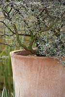 Corokia cotoneaster in terracotta pot. Jacksons Fencing: Secret Garden Party. RHS Hampton Court Flower Show 2015.  