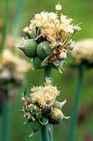 Allium cepa Proliferum group, Bulbils in flowerhead