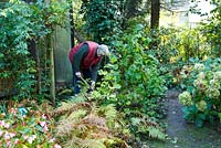 Transform a border: Man digging out Corylus avellana 'Contorta' - Welsch Garden, Berlin, Germany