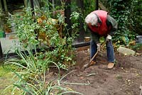 Transform a border: Man digging out Rosa 'Felicite et Perpetue' - Welsch Garden, Berlin, Germany