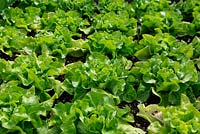 Lactuca sativa 'Unrivalled' lettuce close up of maturing plants