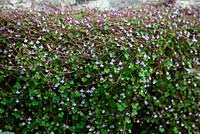 Cymbalaria muralis - ivy leaved toadflax 