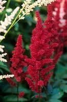 Astilbe 'Fanal' x arendsii
