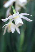 Narcissus 'Thalia' - division 5
