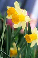 Narcissus 'Topolino' 
