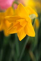 Narcissus 'Sweetness' - division 7