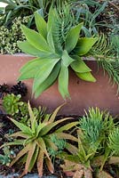 Border planted with Agave attenuata, Senecio vitalis, Aeonium arboreum 'Schwarzkopf', Aeonium, Portulacaria afra 'Variegata', Aloe striata 