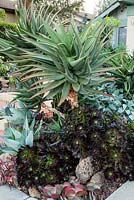 Border planted with Aloe - tree form, Agave attenuata 'Nova', Aeonium purpureum cv, Senecio cineraria 'Cirrus', Kalanchoe thyrsiflora 