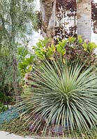 Dasylirion wheeleri planted with Portulacaria afra 'Variegata', Echeveria 'Afterglow', Senecio serpens, Acacia pendula, Euphorbia cotinifolia, Syagrus romanzoffiana and  Plumeria 