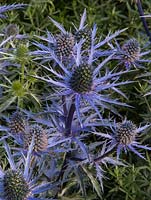 Eryngium bourgatii 'Picos Blue'. Living Landscapes: Healing Urban Garden - Designer Rae Wilkinson - Sponsor Living Landscapes - RHS Hampton Court Flower Show 2015 - awarded Silver gilt