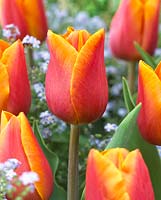 Tulipa 'Jannekes Orange'