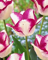 Tulipa 'Affaire'