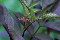 Sambucus nigra 'Gerda', syn. S. nigra f. porphyrophylla 'Black Beauty'
