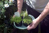 Carrying a selection of alpine plants