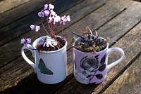 Alpine cyclamen and black grass with sedum in china cups