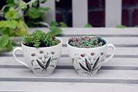 Vintage cups planted with with alpines on painted wooden seat
