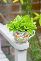 kVintage cup planted with with alpines on painted wooden seat