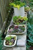 Vintage enamel containers planted up with succulents