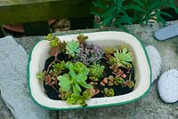 Vintage enamel container planted up with succulents