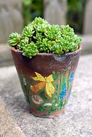 Succulent in old decorated clay pot