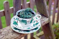 Stonecrop in china cup and saucer on wooden steps